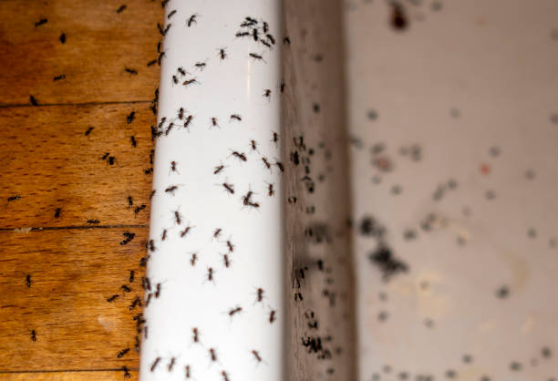 Best Flea Control Services  in Portage Lakes, OH
